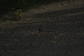 photo, road, nature, ukraine