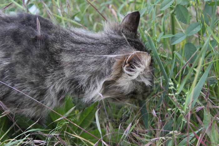 Кот